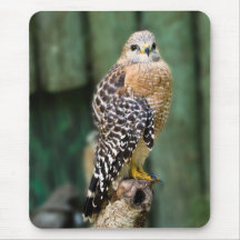Rojo-llevó a hombros el halcón Mousepad