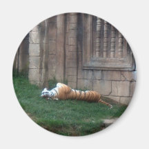 Rollo del tigre imán para frigorífico
