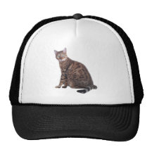 Ropa del gato de Bengala Gorra