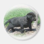 Ropa y artículos del labrador retriever imán