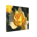Rosa amarillo de oro lona envuelta para galerias