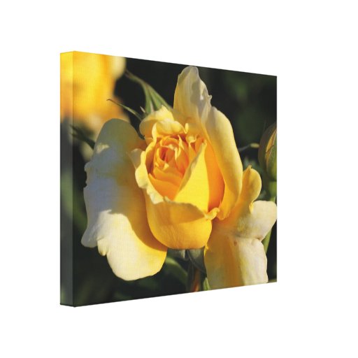 Rosa amarillo de oro lona envuelta para galerias