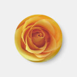 Rosa amarillo del imán de Tejas