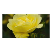 Rosa amarillo DSC1876 Tarjeta Fotográfica Personalizada