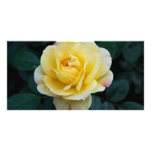 Rosa amarillo DSC3676 Tarjetas Con Fotos Personalizadas