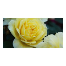 Rosa amarillo DSC3677 Tarjetas Fotograficas