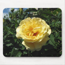Rosa amarillo en la plena floración alfombrilla de raton