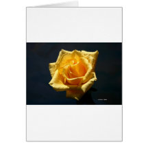 Rosa amarillo en un fondo oscuro tarjeta