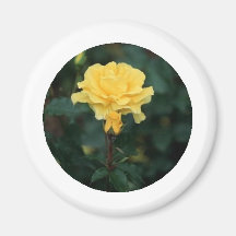 Rosa amarillo imán