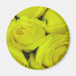 Rosa amarillo iman de frigorífico
