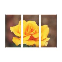Rosa amarillo lona estirada galerias
