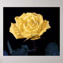 Rosa amarillo posters