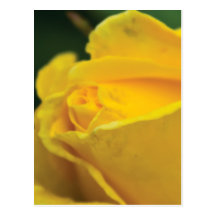 rosa amarillo tarjeta postal