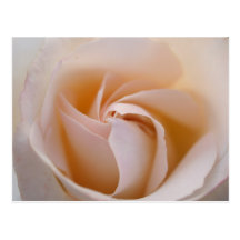 Rosa blanca postales
