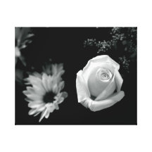 Rosa blanco delicado impresiones en lona estiradas