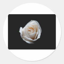 Rosa blanco etiqueta