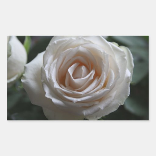Rosa blanco pegatina