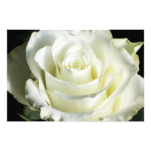 Rosa blanco fotografia
