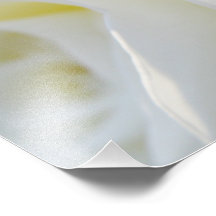 Rosa blanco arte con fotos
