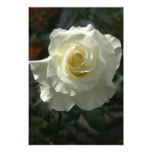 Rosa blanco fotografia