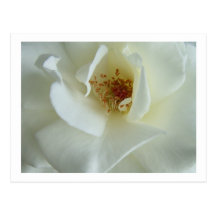 Rosa blanco postal