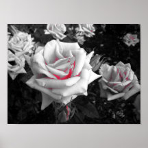 Rosa blanco impresiones
