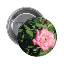 Rosa blanco rosado botones