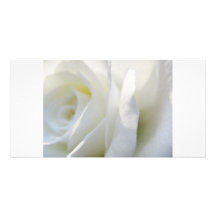 Rosa blanco tarjeta fotográfica