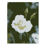 Rosa blanco tarjeta postal