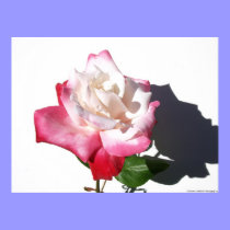 Rosa blanco y rojo posters