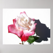 Rosa blanco y rojo impresiones