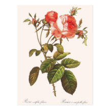 Rosa Centifolia Foliacea Postales
