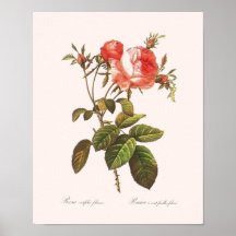 Rosa Centifolia Foliacea Posters