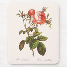 Rosa Centifolia Foliacea Tapetes De Raton