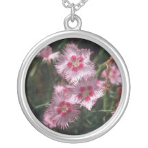 Rosa claro rosado, (clavel Plumarus) flores Grimpolas