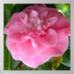 Rosa de Camelia Impresiones