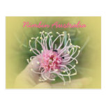 Rosa de Grevillia Postales