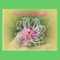Rosa de Grevillia tarjetas postales