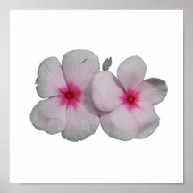 Rosa de la flor de molinillo de viento con las mar posters