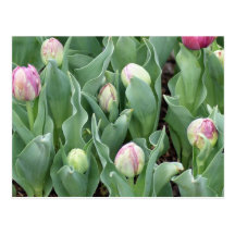 Rosa de los tulipanes del bebé postal