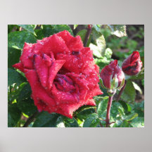 Rosa de té de Ingrid Bergman y brotes híbridos 036 Impresiones