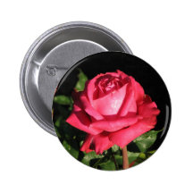 Rosa de té híbrido de Peter Frankenfeld 001 Pins