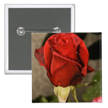 Rosa de té híbrido del Camp David rojo Pins