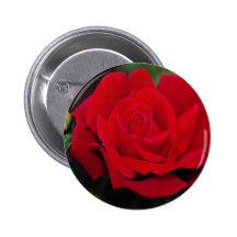 Rosa de té híbrido flores blancas imperiales de "C Pin