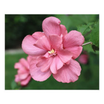 Rosa del Althea de la ampliación de la foto de Sha