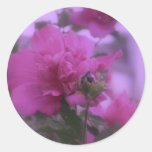 Rosa del árbol de Sharon Pegatinas Redondas