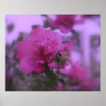 Rosa del árbol de Sharon Posters