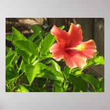 Rosa del bonito posters