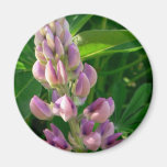 Rosa del Lupine Imán Para Frigorífico