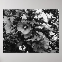 Rosa del poster de Sharon